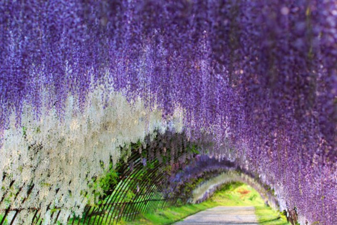 ky-quan-wisteriaflowertunneljapan