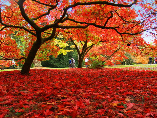Thảm lá đỏ đặc trưng của mùa thu ở Westonbirt Arboretum - Ảnh: flickr