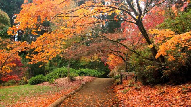 Bản "hợp xướng mùa thu" của loài cây phong ở Westonbirt Arboretum - Ảnh: wp