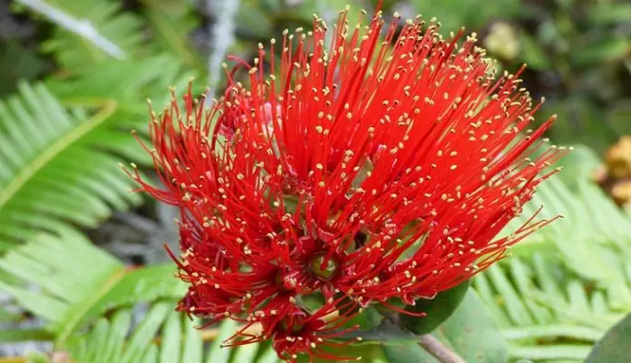Hoa Lehua đỏ