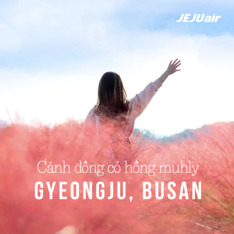 Cánh đồng cỏ hồng Muhly của Ggyeongju 1