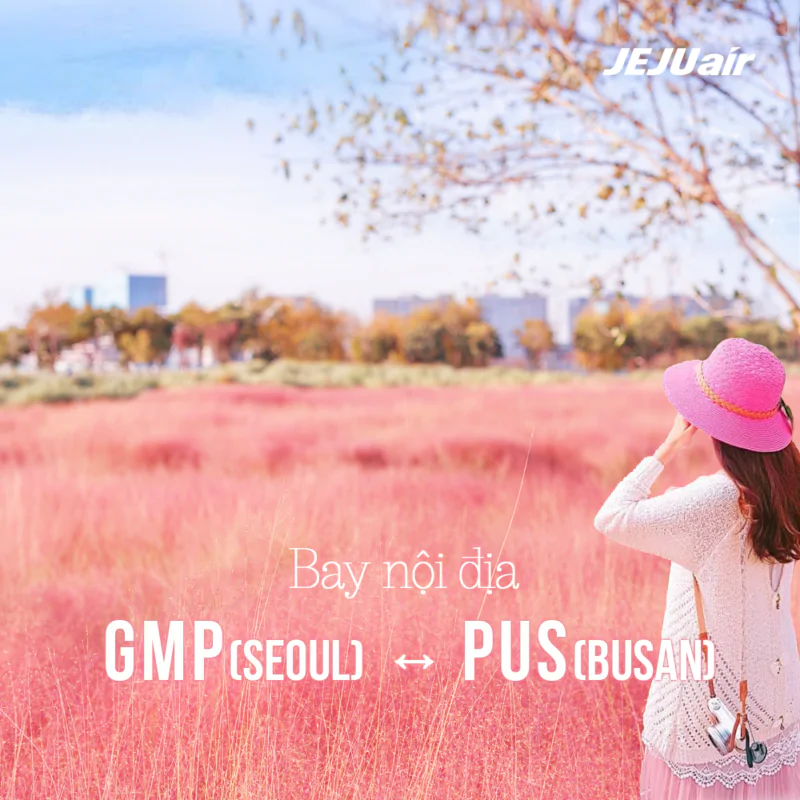 Cánh đồng cỏ hồng Muhly của Ggyeongju Muhly 2