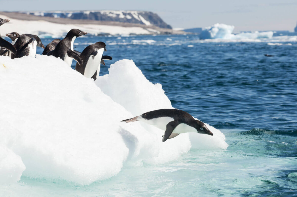 Antarctic-penguin